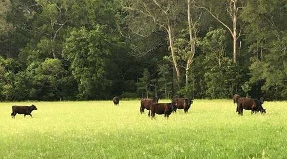 Officers from the Rural Crime Prevention Team found nine stolen Angus heifers at Upper Kangaroo River in May. Photo: NSW Police