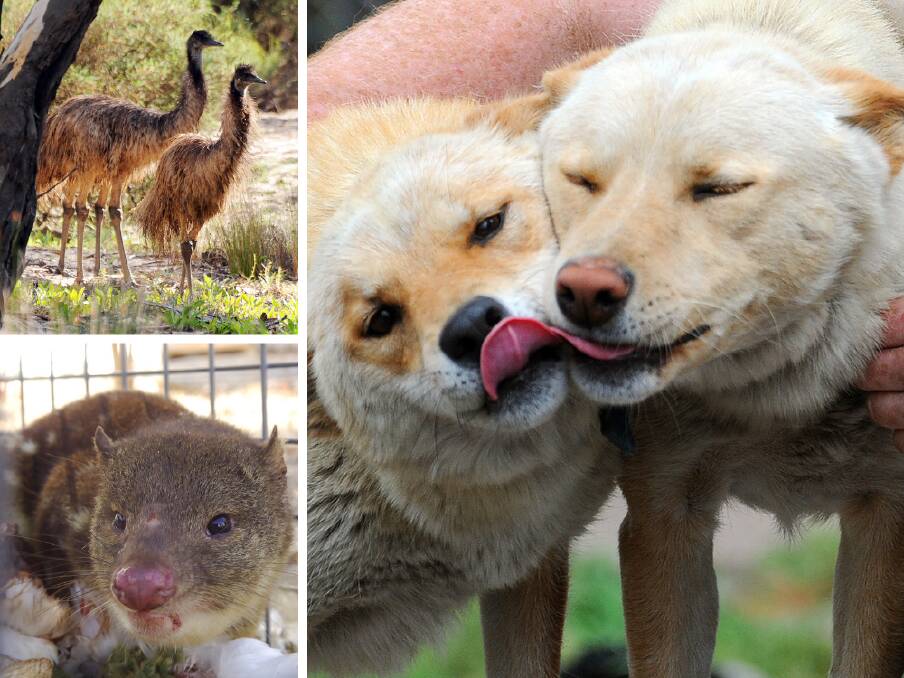 CLOCKWISE FROM top Left: Emus, dingoes and a quoll. Pictures: Kate Healy, Brendan McCarthy