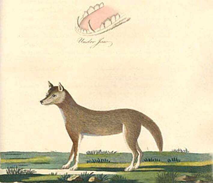 The first published depiction of a dingo from The Voyage of Governor Phillip to Botany Bay with an Account of the Establishment of the Colonies of Port Jackson and Norfolk Island, 1789. Photo: Wikimedia Commons