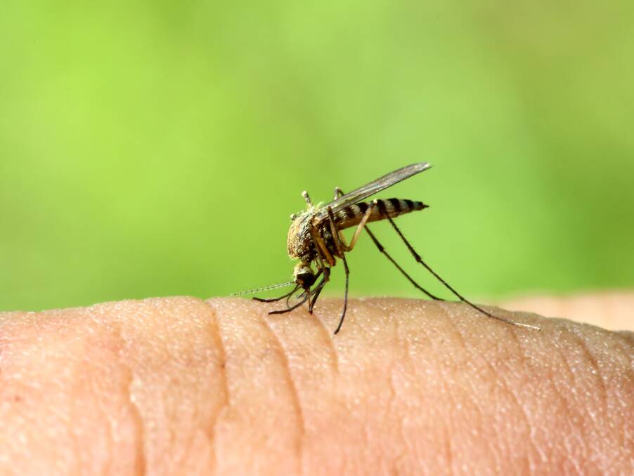 The virus is likely circulating in the mosquito population.