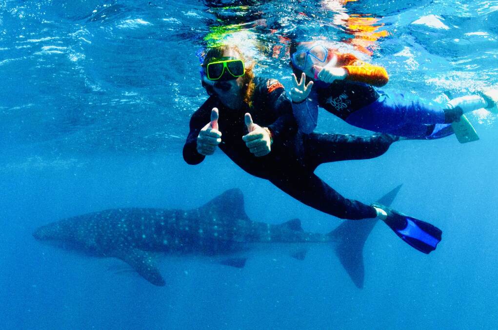 Swiming with Whale Sharks Exmouth WA. Picture: Supplied