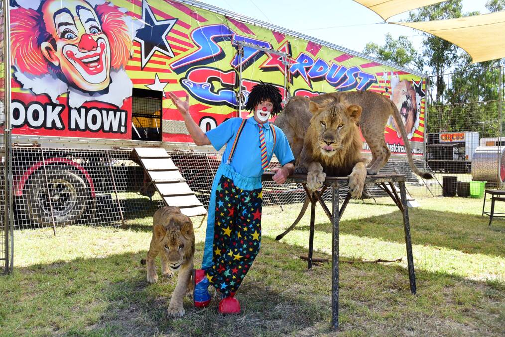 BYE BYE CATS: Nairobi, Masai and Akita the lions with trainer Matt Ezekial, AKA 'Huckelberry' the clown as they prepare for a 2016 Stardust Circus show in Dubbo. Picture: BELINDA SOOLE