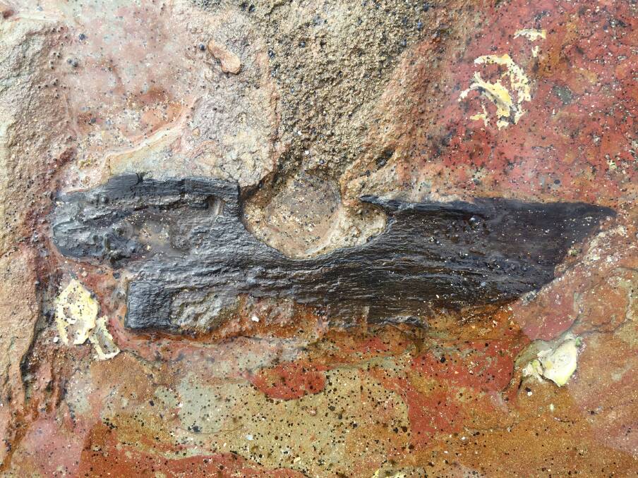 Fossilized wood, millions of years old, embedded in rocks at Sandon Point. Picture: Elyssa De Carli
