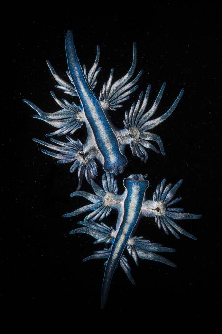 Glaucus atlanticus: Matty Smith's image of two sea slugs "squaring up for a fight" in Port Kembla, a winner with Australian Geographic.