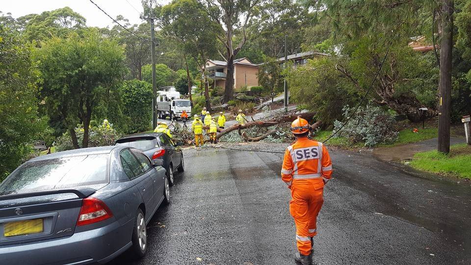 NSW SES Wollongong Unit called to assist with a fallen tree in the region Saturday morning. Picture: Supplied