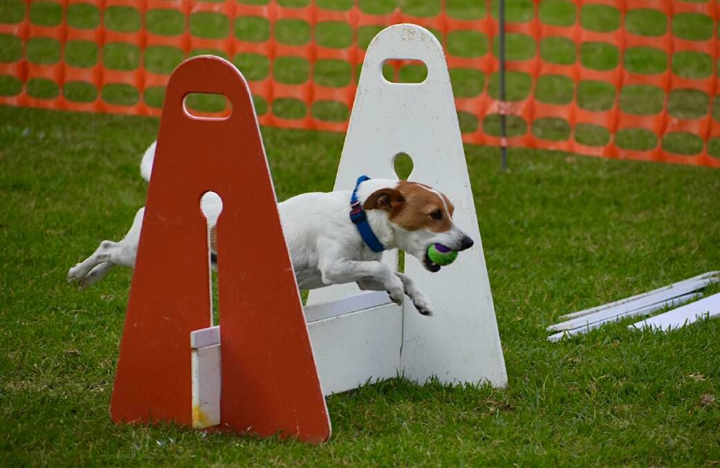 Romeo from the Wollongong Wonder Woofs flyball club, running through one of the courses at competition. Picture: Supplied
