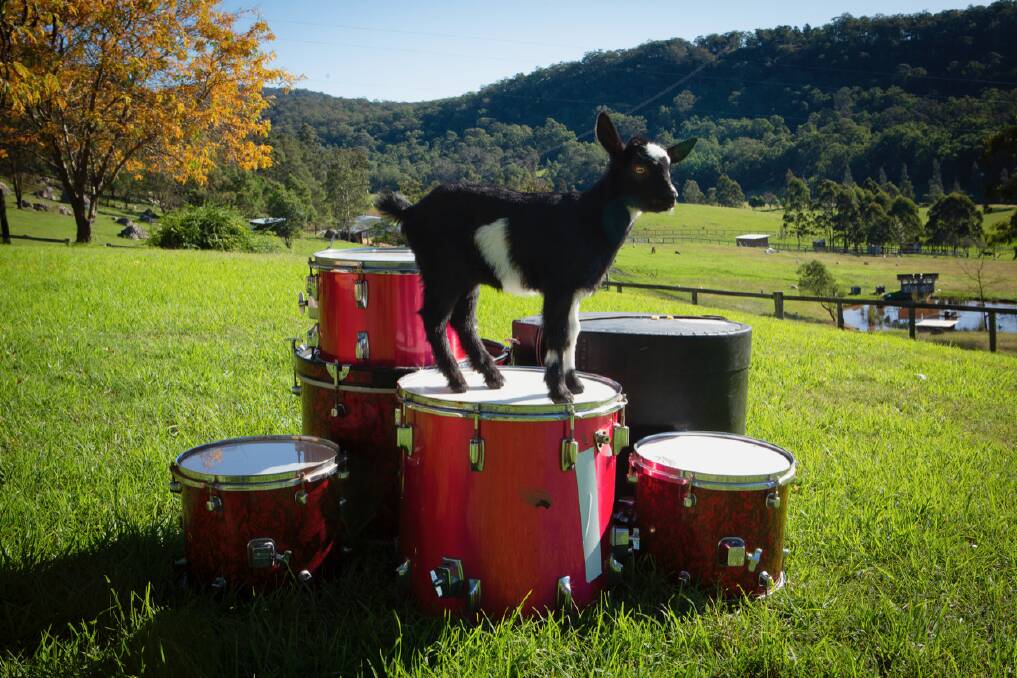 FREE REIN: Lizzie the goat was allowed to dance to her own beat on drummer Tina Havelock Stevens' drum kit for a new exhibition at Wollongong Art Gallery. Picture: Supplied