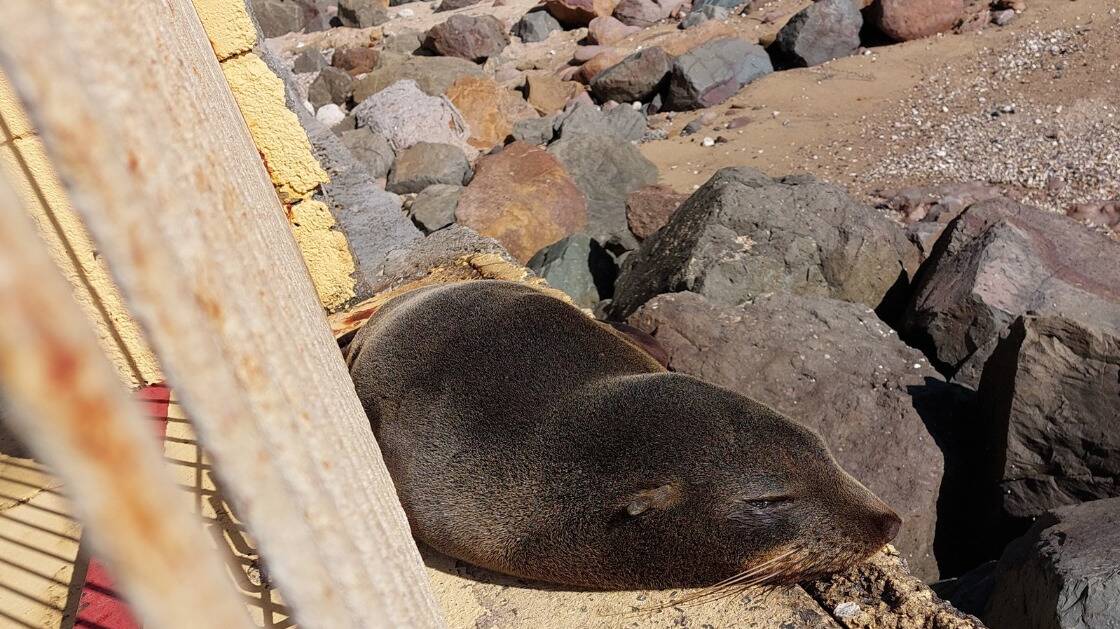 The seal sunning itself on rocks by Wollongong's Continental Pool on Monday. Picture: Wollongong City Council