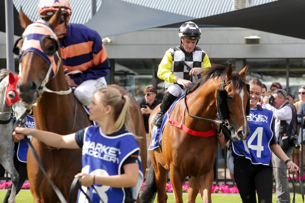 MERCURY SPORT Photo from Kembla Grange racecourse for The Gong race day. Pic shows The Gong horses in the mounting yard before the race. 19th of November 2022. Story: Jordan Warren. Photo: Adam McLean