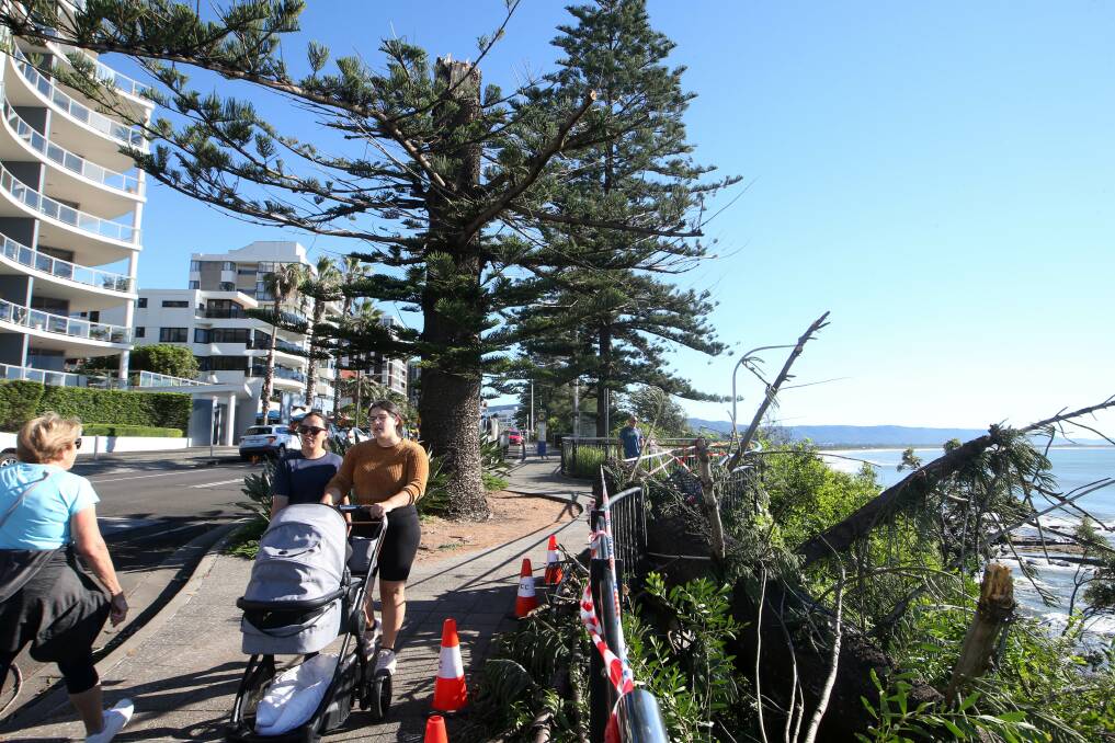 One of the large pine trees lining Wollongong's Cliff Road snapped in half during a short but fierce storm that hit the region during April. Picture: Sylvia Liber