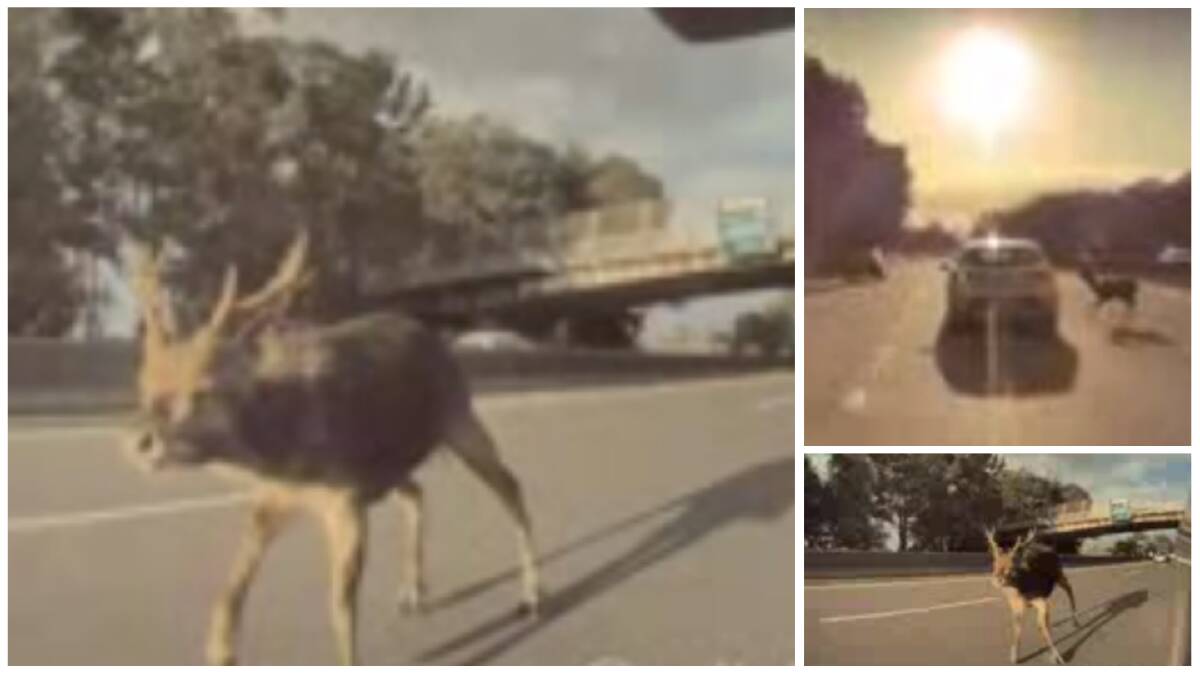 Deer narrowly misses peak-hour traffic on Memorial Drive at North Gong