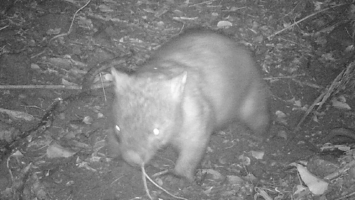 Aside from seeing how cute our local neighbours are, special night cameras are helping WIRES volunteers save the local wombat population from a deadly skin disease. Picture: WIRES Illawarra