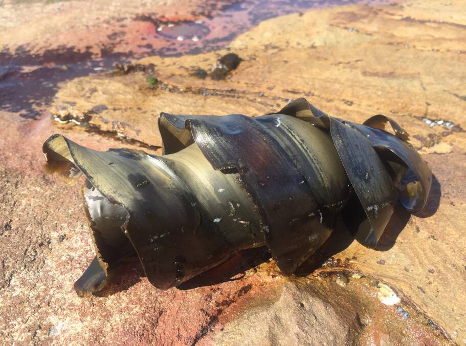 You might have seen this before - it's where sharks come from. Port Jackson shark eggs can be found at Bulli whilst beach-combing the high tide line. Picture: Elyssa De Carli