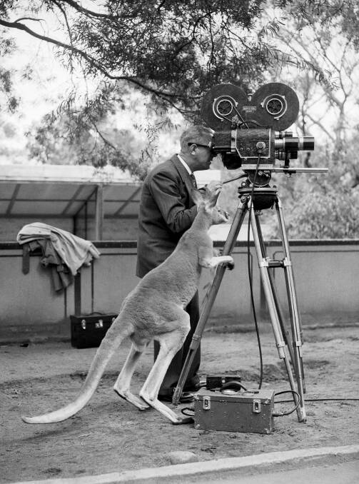 FLASHBACK: Mr E. Bierne from Movietone News, gets some assistance from a kangaroo during the making of a newsreel on 27 November 1950. Picture: Fairfax File