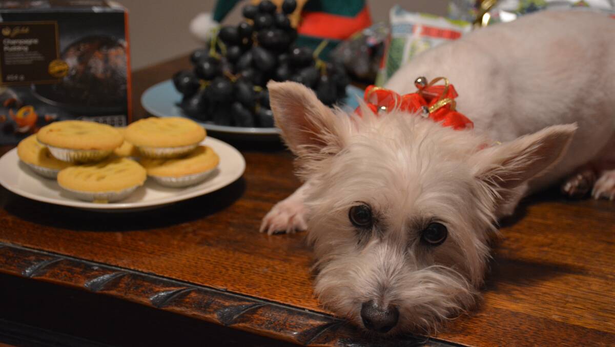 Giving your dog or cat a treat from the Christmas table could prove fatal. Illawarra vets are warning ham, turkey, grapes, dried fruit and Christmas pudding could leave your pooch in the emergency room. Picture: Desiree Savage