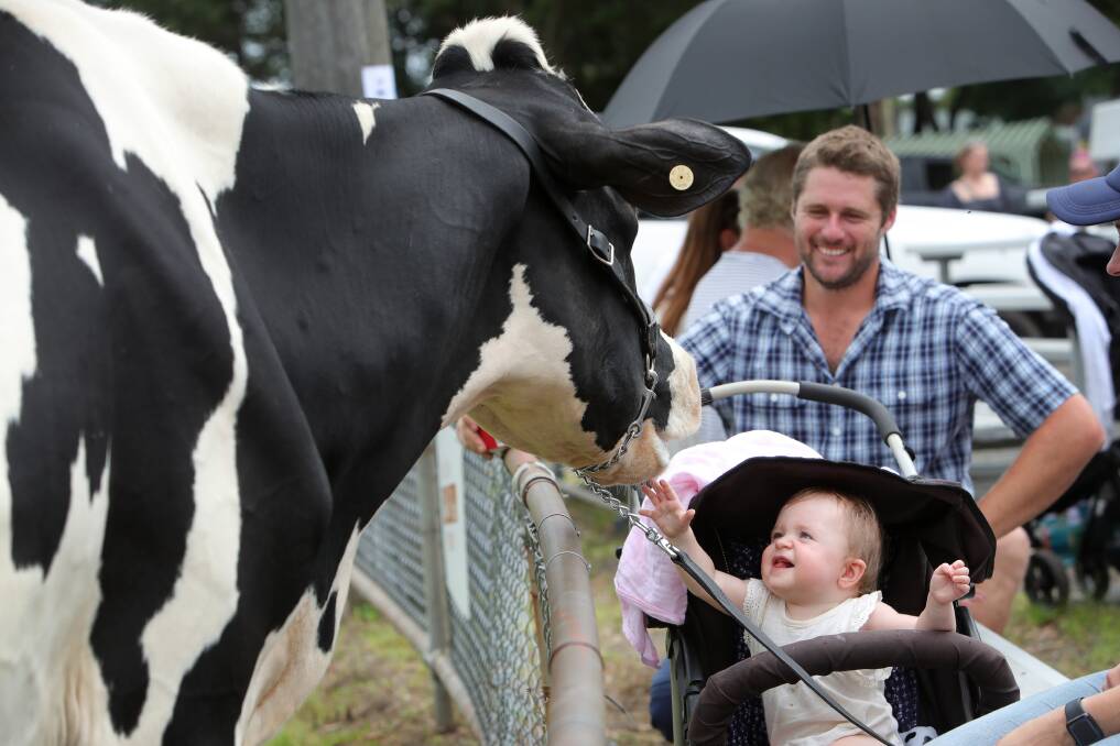 Albion Park Show in 2022 saw 10-month-old Harper Bisby from Tongarra being playful with her cow Pippi. Picture by Sylvia Liber.