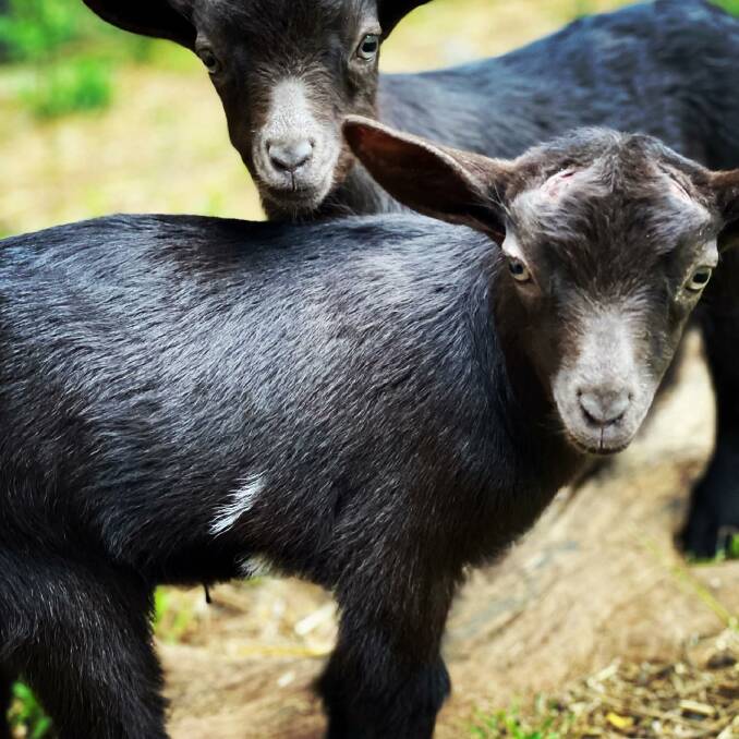 Nigerian dwarf goats at the Free Selectors stud in Foxground. Picture: Facebook/Free Selectors