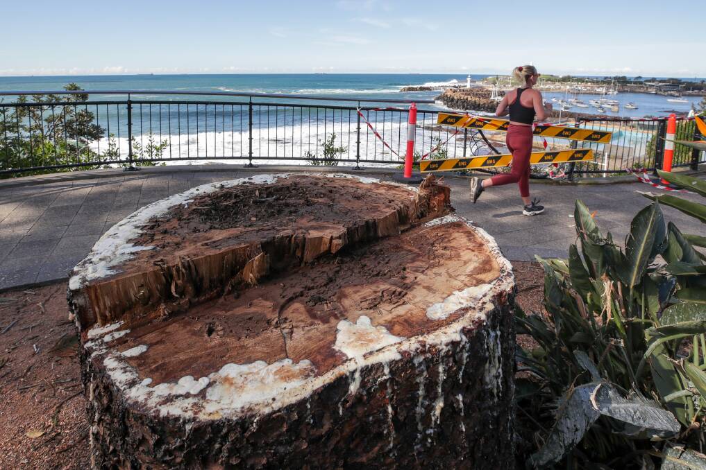 What's left of a giant Norfolk Island Pine tree along Cliff Road at North Wollongong on Monday. Picture: Adam McLean