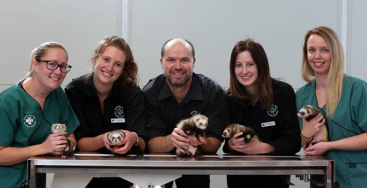 GO TEAM: Greencross Vets in Fairy Meadow were able to help these ferrets thanks to donations via the Pet Foundation charity. Picture: Robert Peet.
