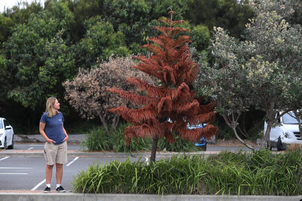Port Kembla is in dire need of shade with a "low canopy" count, according to Wollongong Council who are investigating the death of 10 pine trees at Port Kembla. Jess Whittaker stands with a dead tree above. Picture: Robert Peet