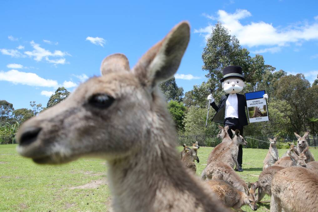 Mr Monopoly was mobbed by kangaroos at Symbio Wildlife Park on Monday ahead of the release of the new Monopoly Wollongong edition. Picture: Sylvia Liber