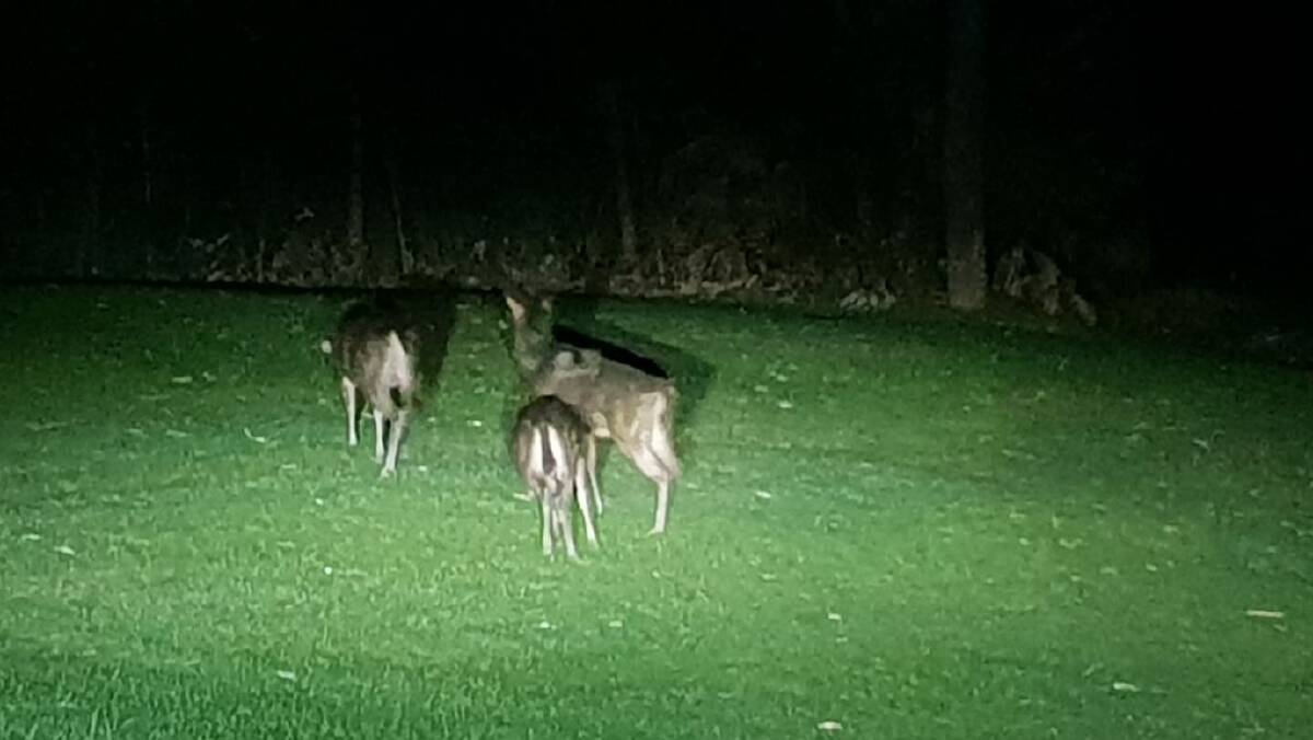 OH DEER: Deer spotted in a Thirroul backyard in November 2018. Picture: Supplied
