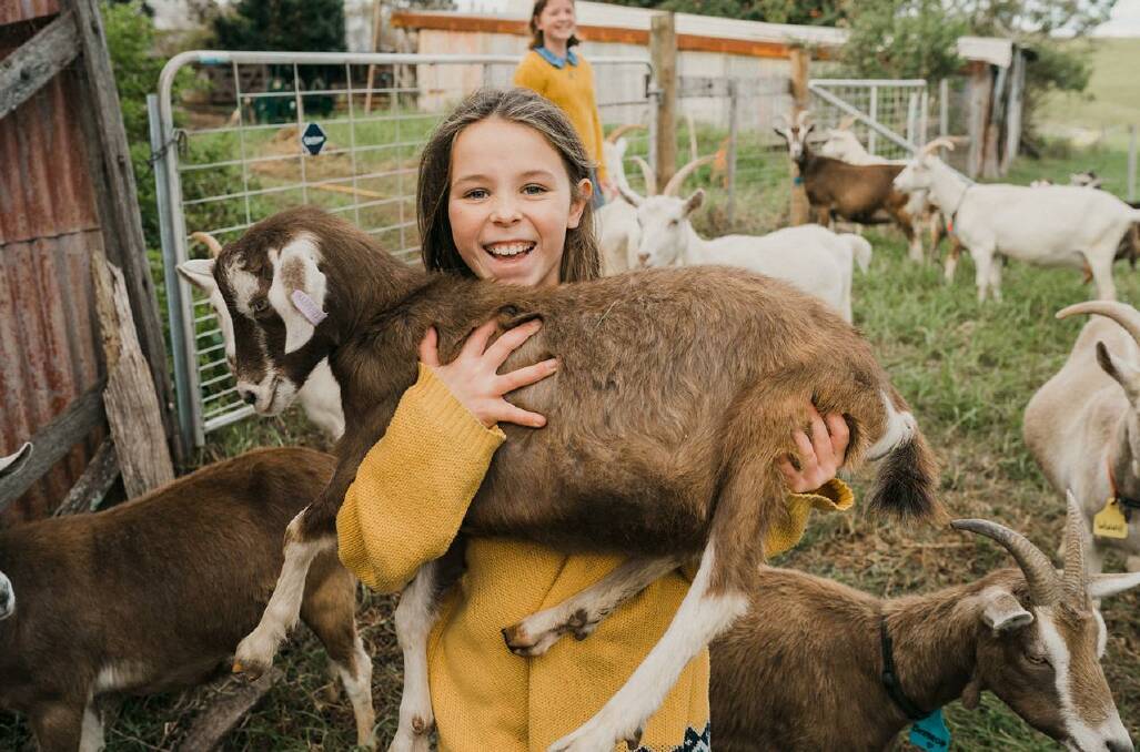 A "goat therapy" tour is one way to unwind at Buena Vista Farm. Picture from their Buena Vista Farm website