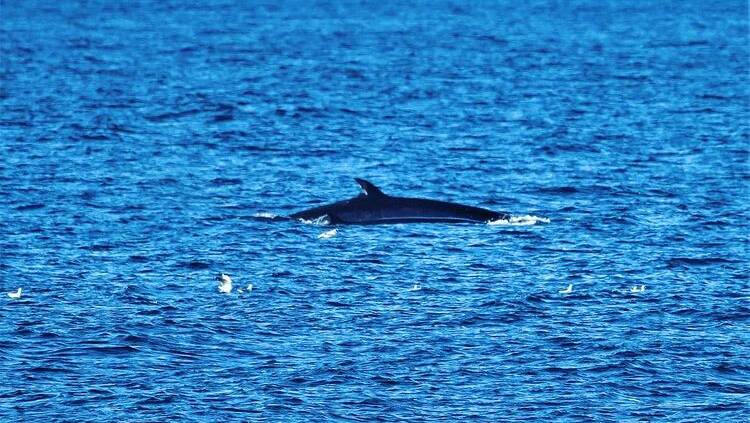 Anthony Crampton from the ORRCA (Organisation for the Rescue and Research of Cetaceans in Australia) Rescue and Research team captured a photo of a Bryde's whale pair swimming south off Bass Point on Tuesday. Picture: ORRCA