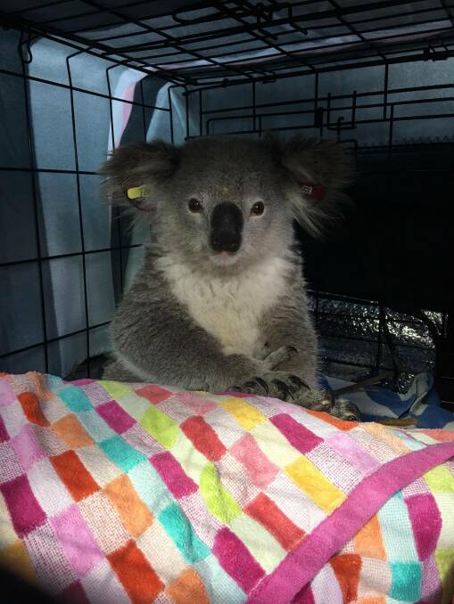 Rescue: Heather the koala was rescued by a driver on the side of Heathcote Road recently. Picture: Sydney Wildlife