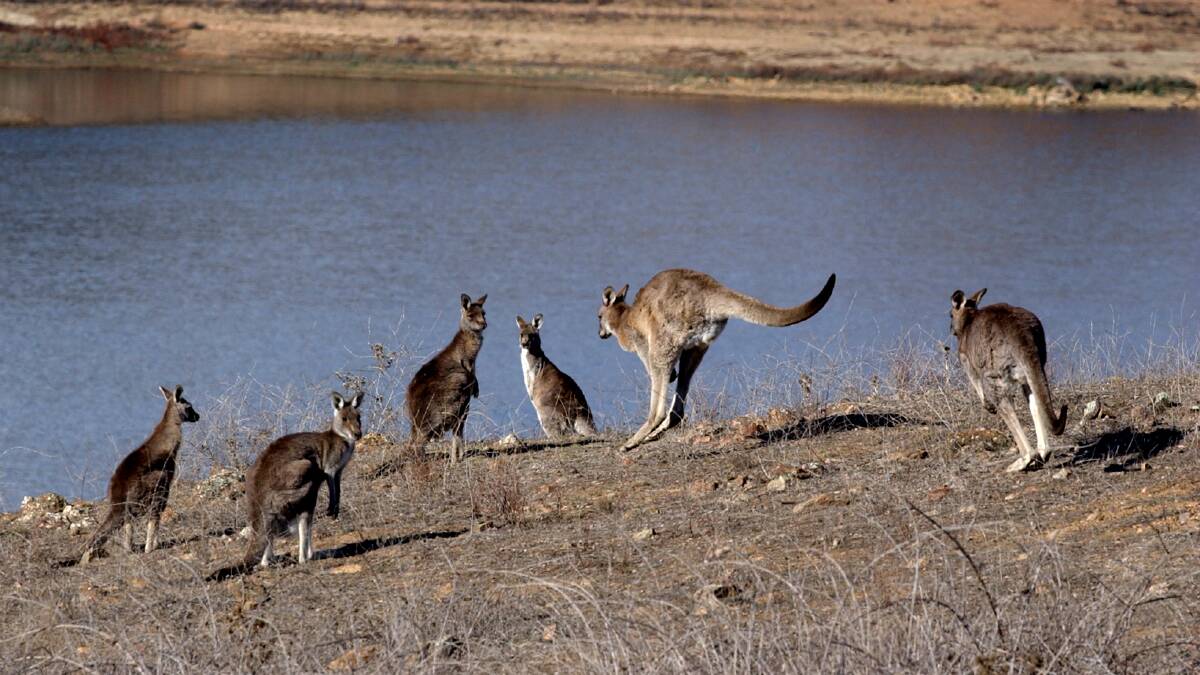 In the gun: Kangaroos across Victoria are set to be harvested for pet food under a permanent program.