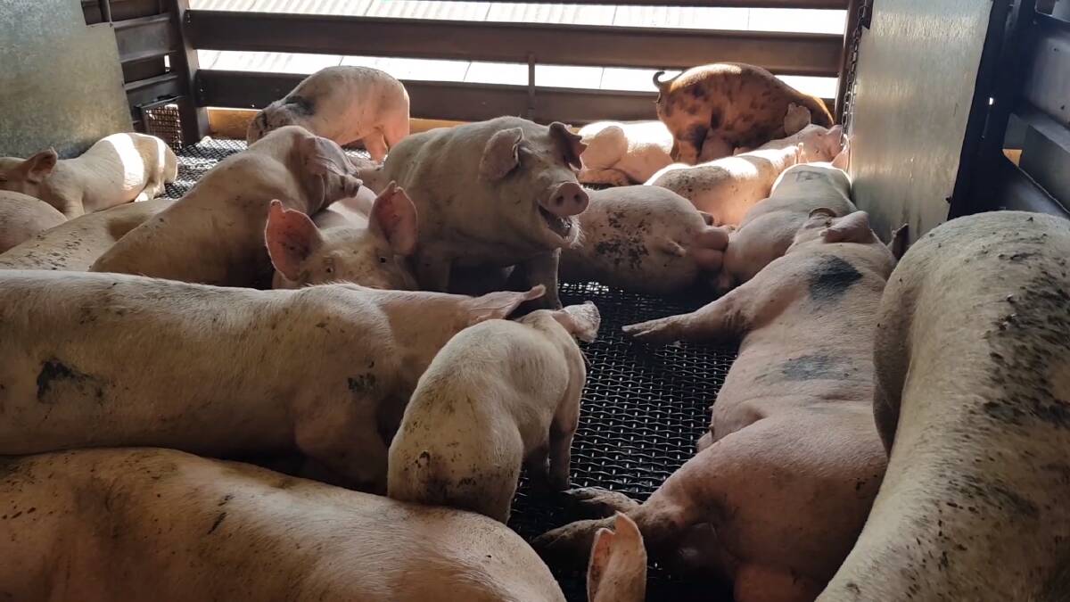 Pigs in their pens before being slaughtered at Picton Meatworx. Picture: Aussie Farms 