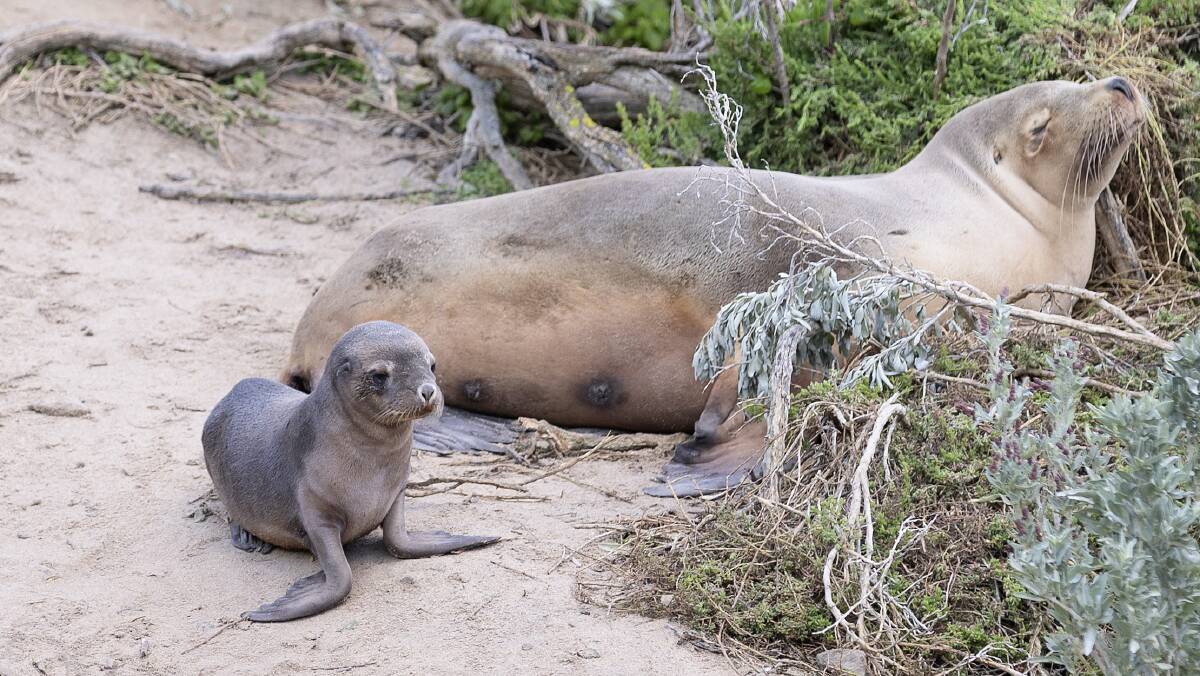 Australian sea lion mother and pup at Seal Bay on Kangaroo Island. Photo: Louise Cooper, University of Sydney
