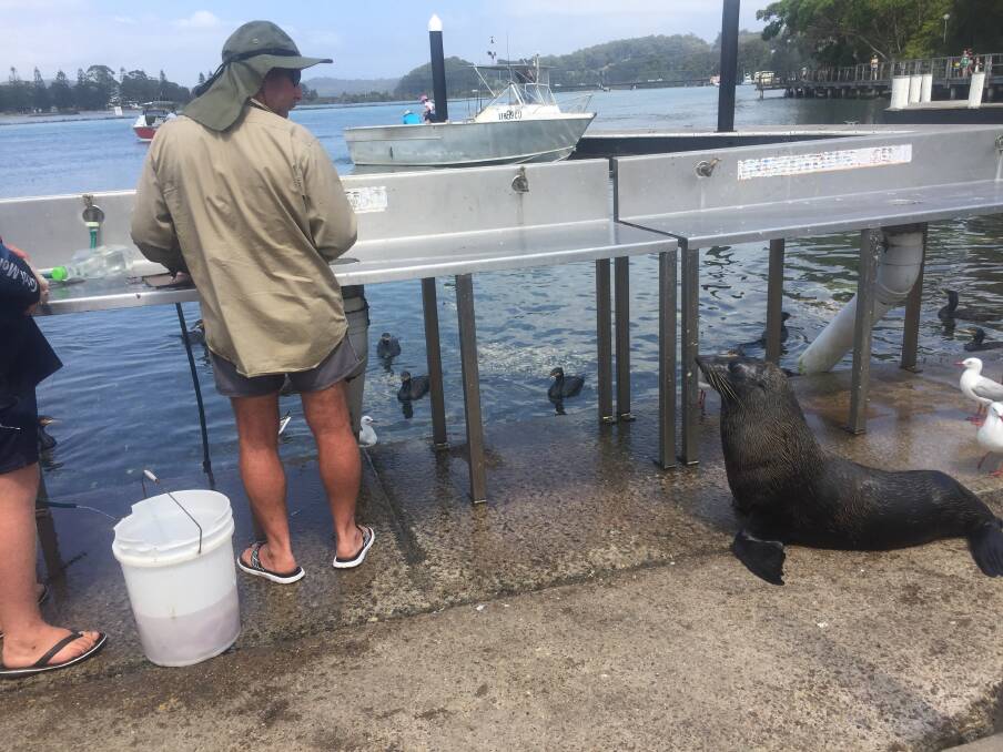 Photos of the seals around Narooma and the injury