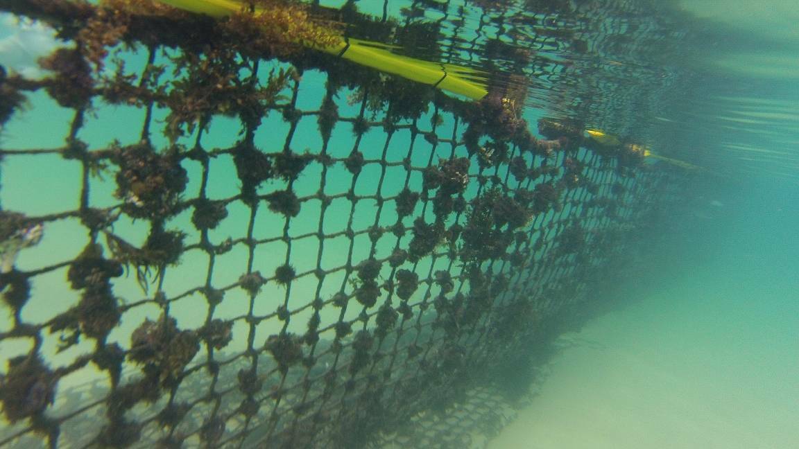 Narooma shark net removed for maintenance