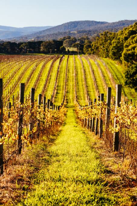 Victoria's Yarra Valley is just as spectacular as France's Burgundy region.