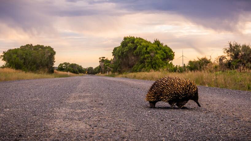 Echidnas as we know them today are probably less than 1.7 million years old. Picture: Sutterstock