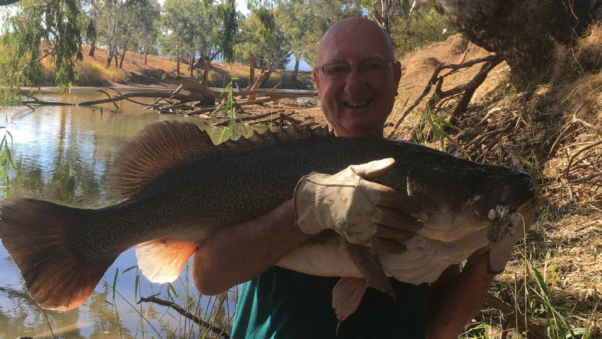 Size matters: A very happy Les Kennedy from Coledale with a 97cm murray cod just before release back into the Namoi River.