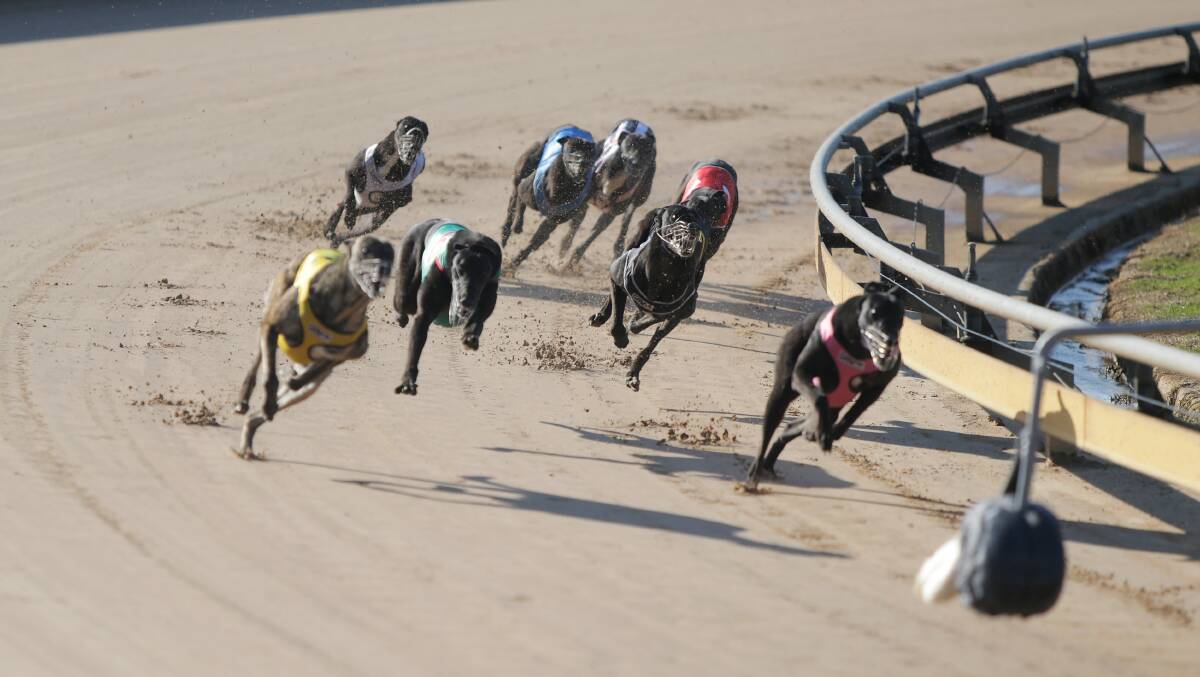 Charge: The Dapto Dogs are in action tonight. 