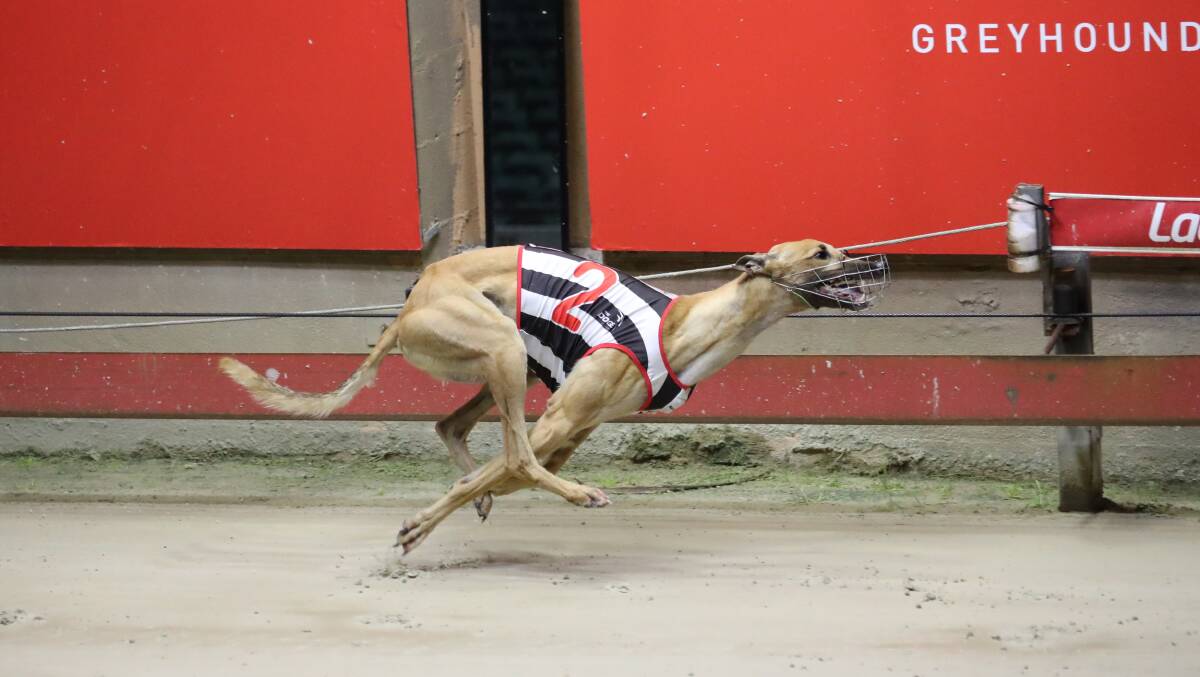 Too good: Zipping Virginia wins at Wentwortth Park. Picture: GRNSW 