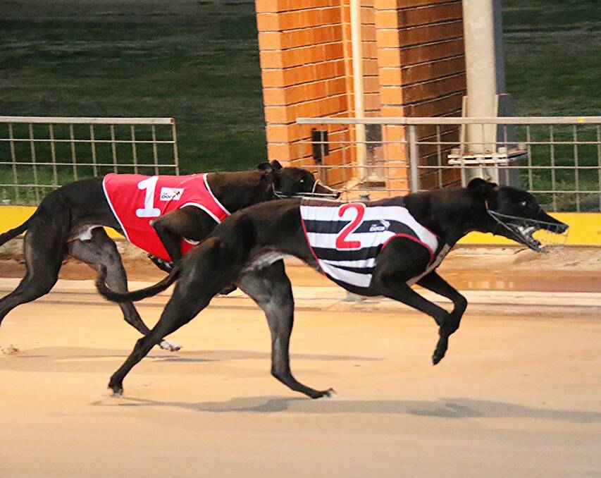 Catch me: Pindari Express delivers a lightning time at Bulli to make the Million Dollar Chase final. Picture: GRNSW