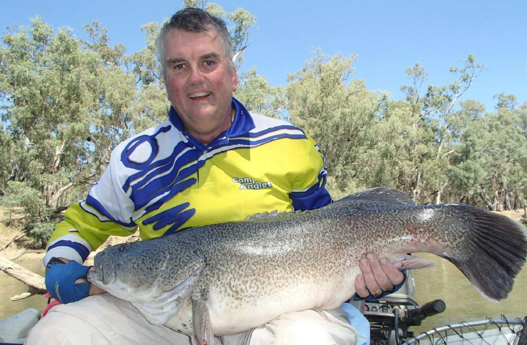 Catch a cod: Graeme Wilson with a superbly coloured murray cod just before release. 