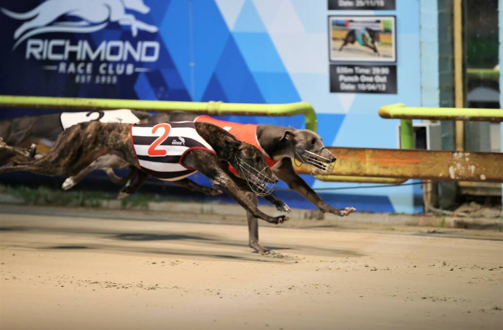 Close call: Ice Cream Story (No.2) ran second to Zest To Excel in a heat of the Richmond Oaks. Picture: GRNSW