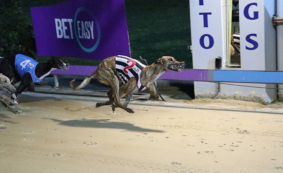Fast finish: Good Odds Buddy takes out the Million Dollar Chase qualifying final at Dapto. Picture: Lachlan of Redden Photos