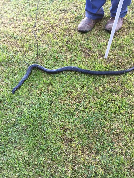 Woman finds red-bellied black snake hiding in pocket of recliner chair ...