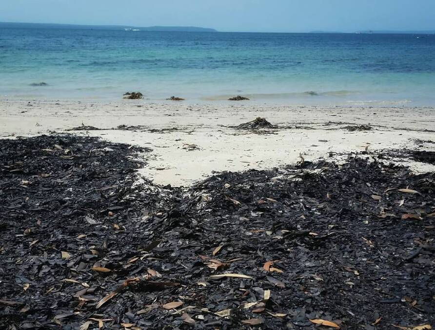Burnt leaves has washed up on many Eurobodalla and Shoalhaven beaches, including Callala Beach. Picture: Cheryl Scowen/supplied.