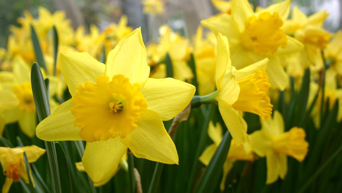 Adding hope to many people: The sunny, yellow colour of a daffodil is the symbol for the annual Daffodil Day held today on Friday, August 25.