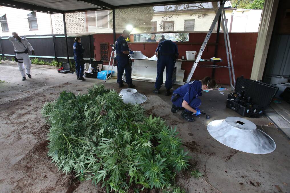Police examine equipment and plants seized from a Mount St Thomas grow house, on Monday. Picture: Adam McLean
