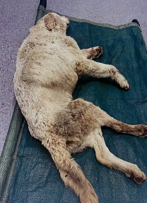 Scruffy the labrador was described as being in very poor body condition. Picture: supplied 