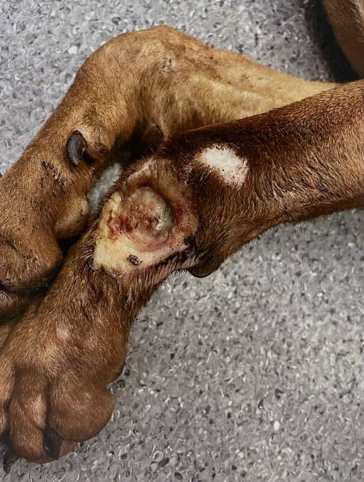 The dog's injuries included an infected wound on its left foreleg. 