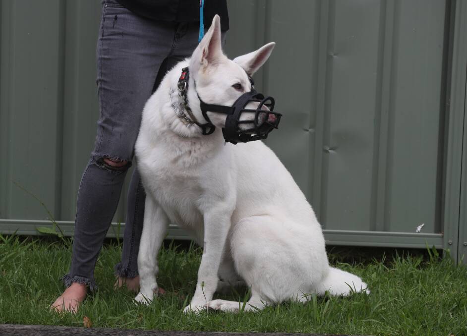 Shadow the dog with owner Ivanka Feher, who says she does not oppose a requirement for her dog to wear a muzzle in public, only a caging condition. Picture: Robert Peet 